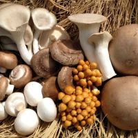 visite a página de cogumelos BIO de cultivo próprio